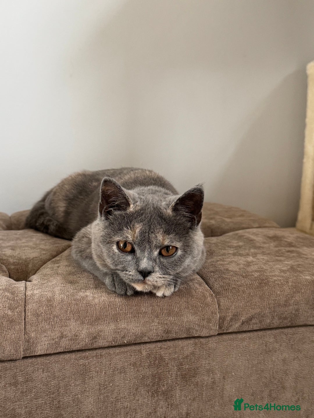 British Shorthair cats for sale: British Short Hair Kitten please read description - Image 3