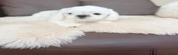 Maltese dogs for sale: Full Korean Male Maltese - Advert 5