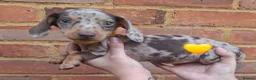 Miniature Dachshund dogs for sale: Miniature Dachshund Pups - Advert 3
