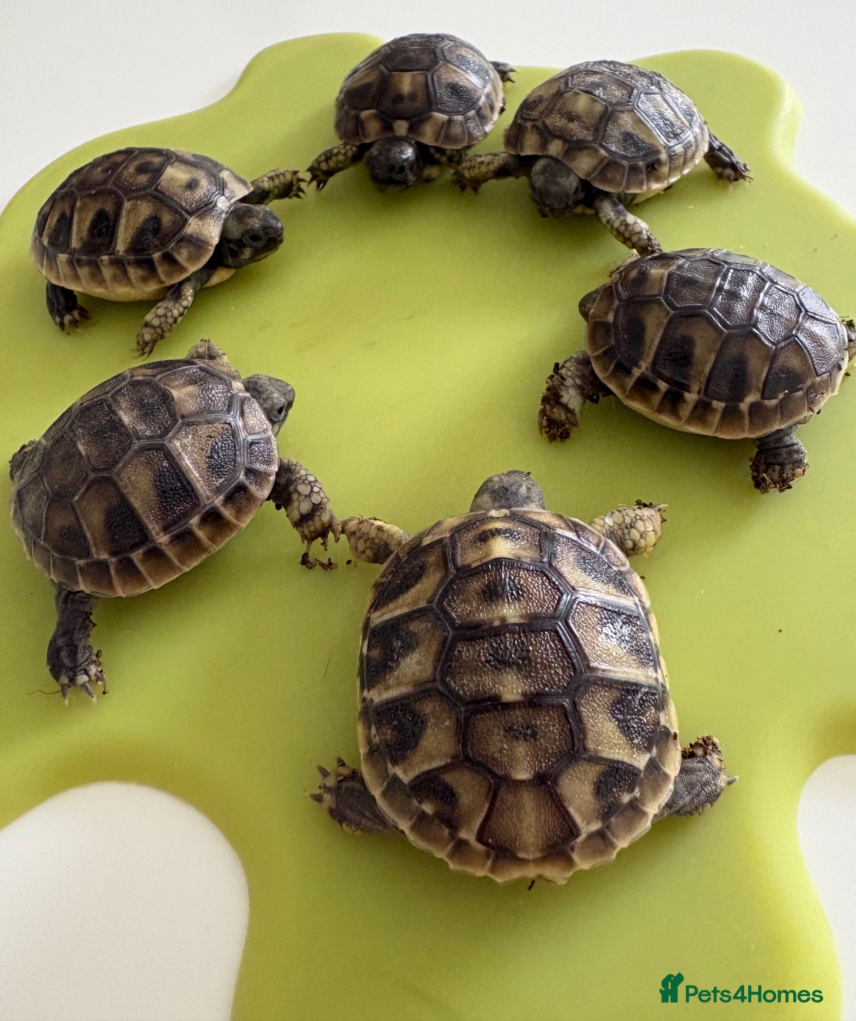 Hermann Tortoise reptiles Hermann Tortoise Hatchlings-Home Bred-July 2026  - Advert 11