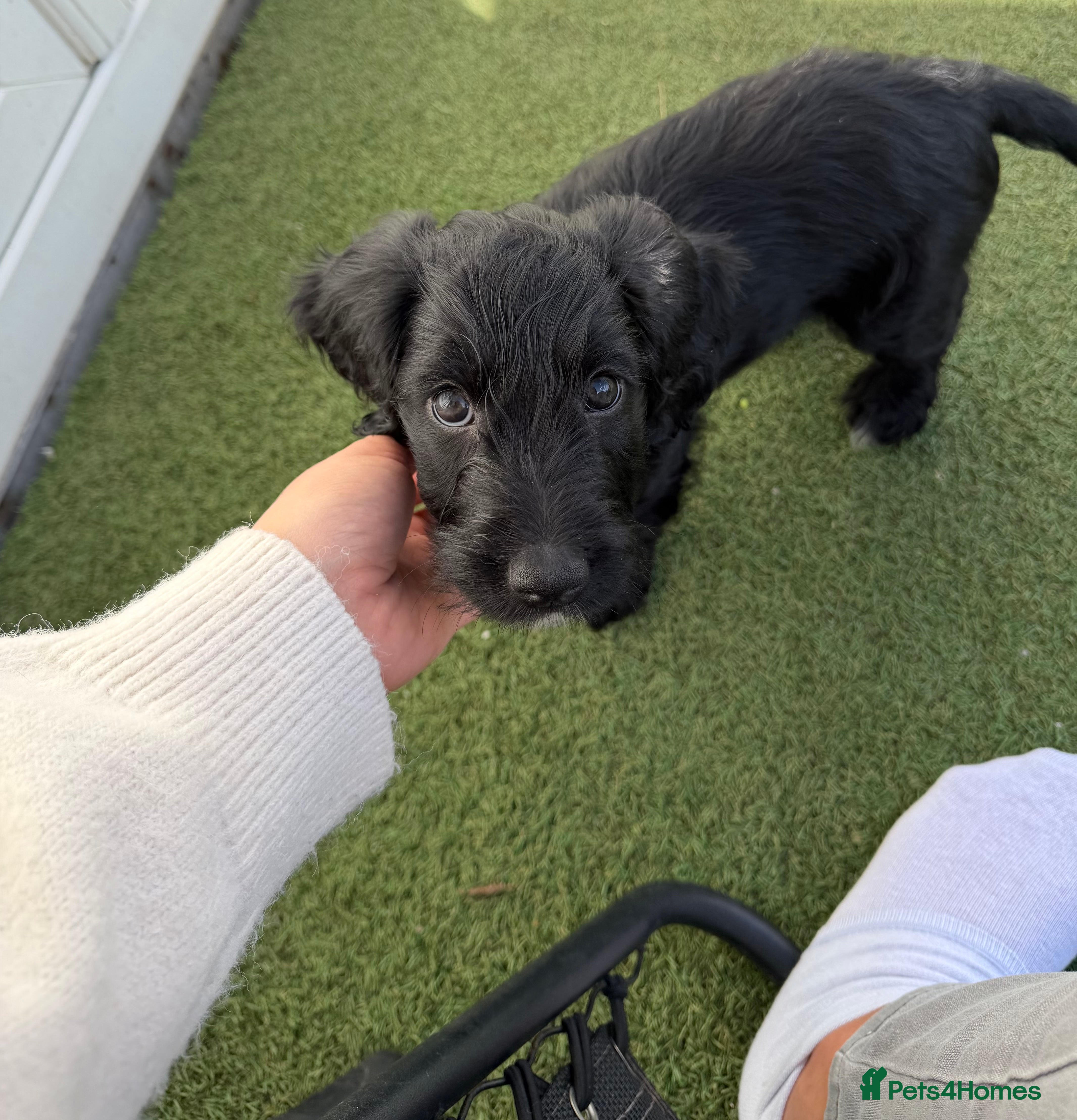 Cockapoo dogs Ready now - Last boy left !! - Advert 6