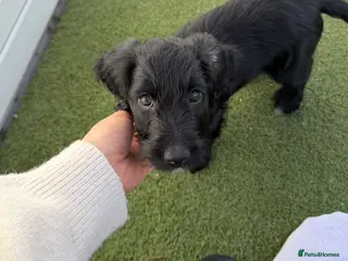 Cockapoo dogs Ready now - Last boy left !! - Advert 6