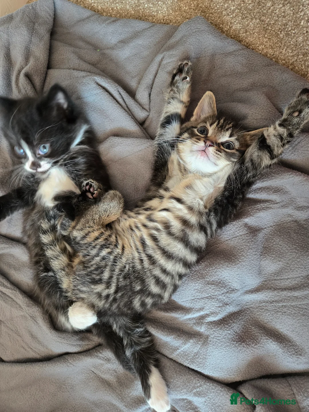 Mixed Breed cats for sale: Two male kittens for sale one black&White/tabby in Clacton-on-Sea - Advert 1