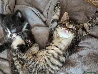 Mixed Breed cats Two male kittens for sale one black&White/tabby - Advert 2