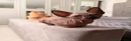Sphynx cats for sale: !🌺🫶 Ready NOW!! - Advert 3