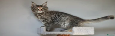 Maine Coon 2