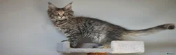 Maine Coon cats for sale: Pedigree Maine Coon Kittens WCF Registered  - Advert 4