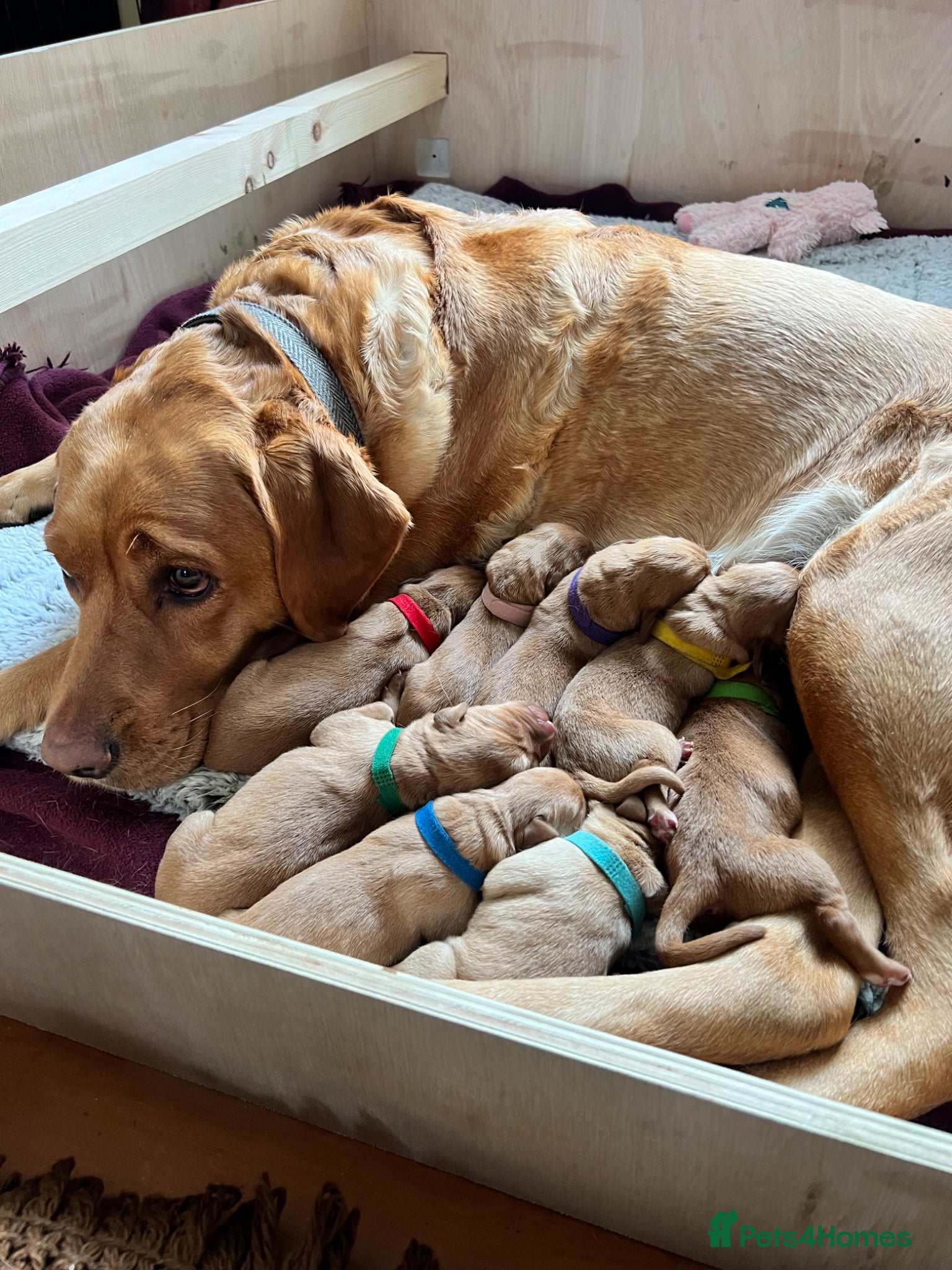 Labrador Retriever dogs Alan Jarvis Line Working Fox Red Labrador Puppies  - Advert 5