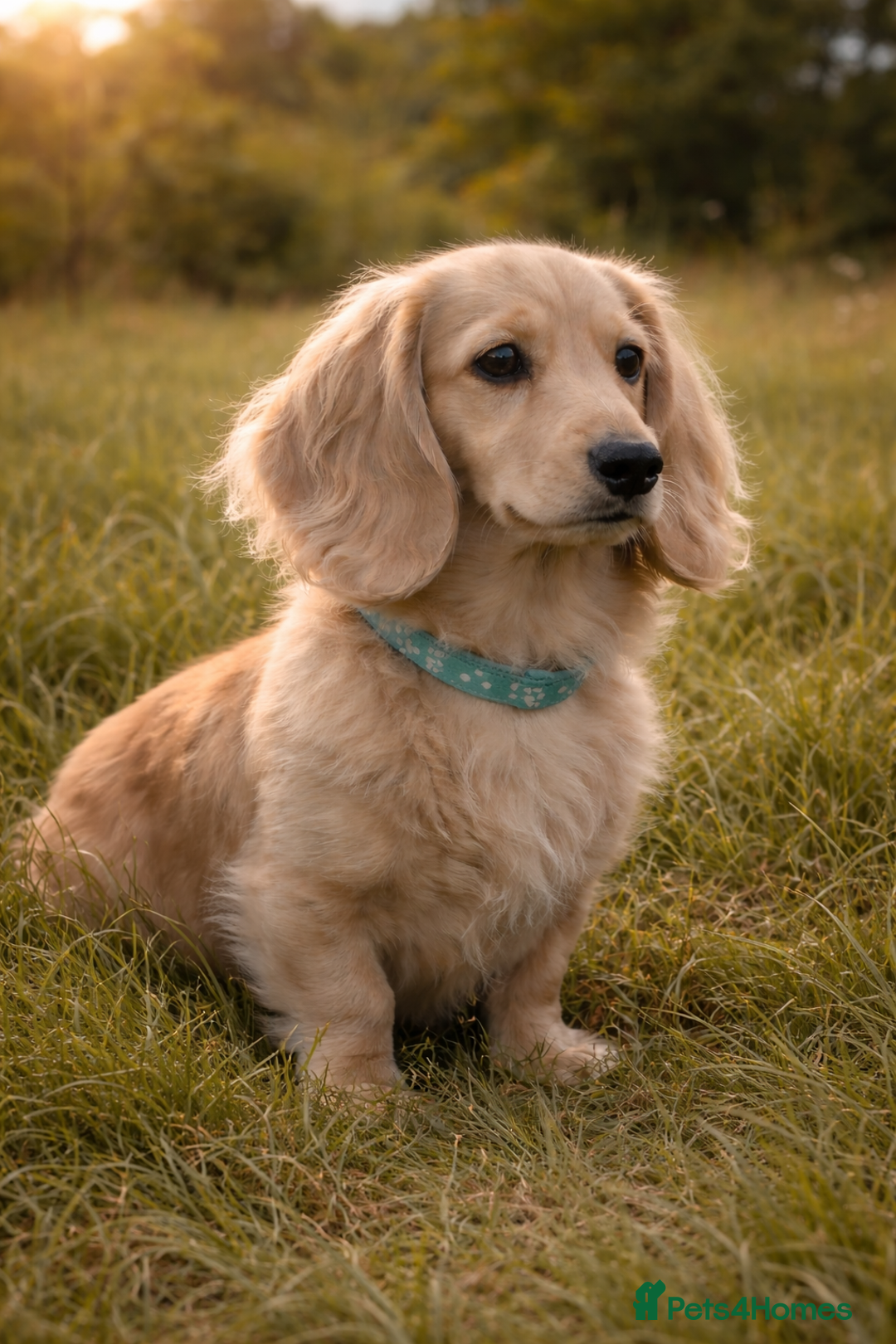 Miniature Dachshund dogs for stud: Miniature cream long haired dachshund (KC REG) - Advert 1