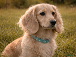 Miniature Dachshund dogs Miniature cream long haired dachshund (KC REG) - Advert 1