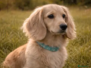 Miniature Dachshund dogs Miniature cream long haired dachshund (KC REG) - Advert 5