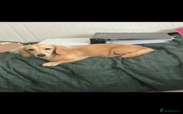 Miniature Dachshund dogs for sale: 2 Beautiful cream dachshunds  - Image 9