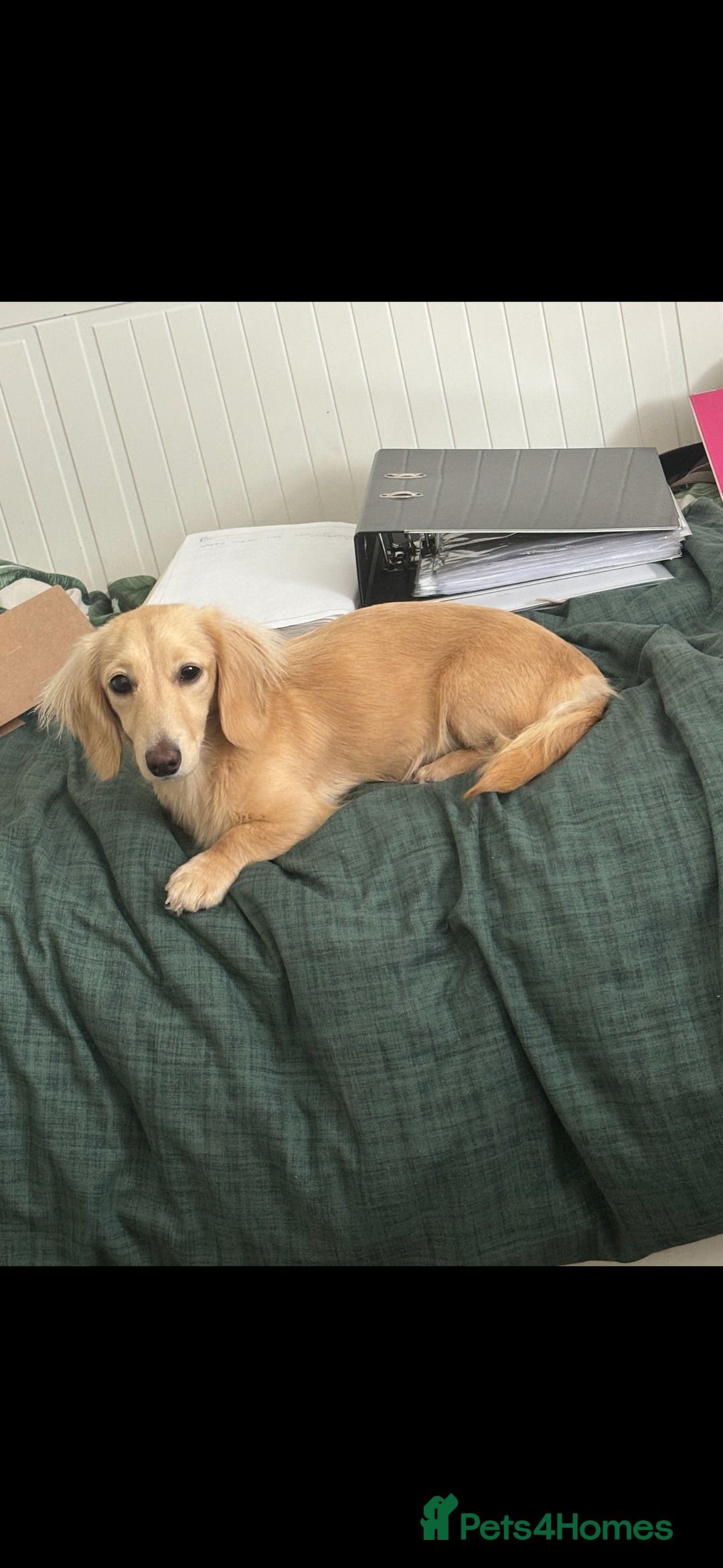 Miniature Dachshund dogs for sale: 2 Beautiful cream dachshunds  - Image 9