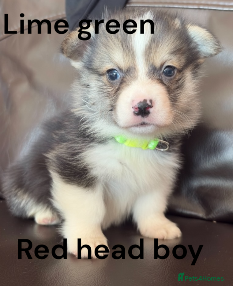 Welsh Corgi Pembroke dogs Beautiful Pembrokeshire corgi pups  - Advert 1