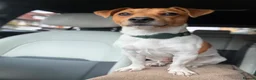 Jack Russell dogs for stud: Jack Russell Stud  - Advert 2