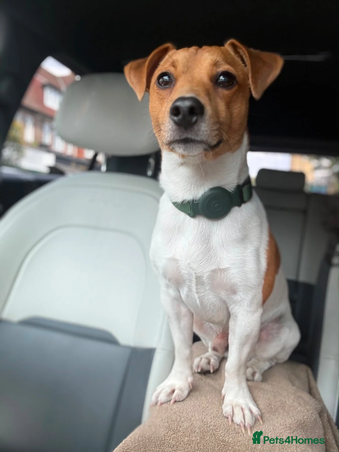 Jack Russell dogs for stud: Jack Russell Stud  - Advert 2