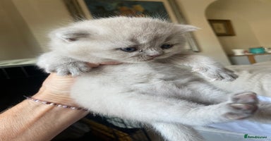 British Shorthair cats - Advert 5