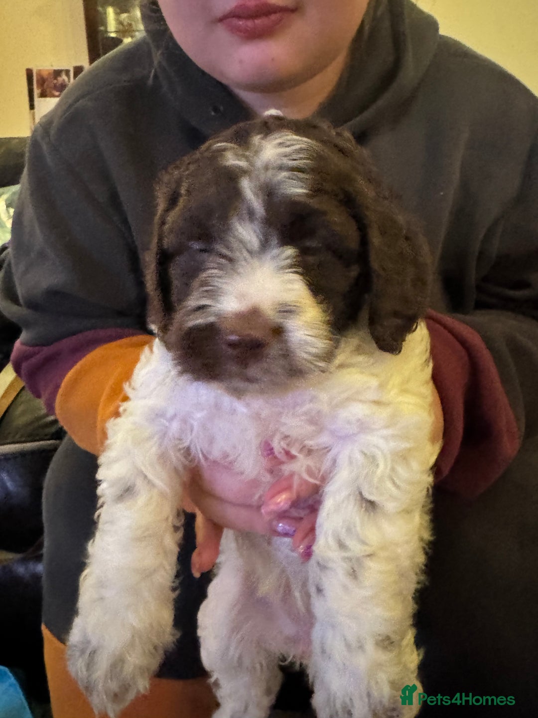 Cockapoo dogs for sale: F2 Cockapoo Puppies - Image 12