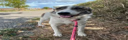 Mixed Breed dogs for adoption: 🌸 FLO - Now is her time to bloom🌸 - Advert 15