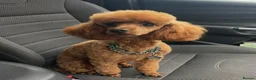 Toy Poodle dogs for sale: Apricot  Toy Poodle Girls in Hemel Hempstead - Advert 13