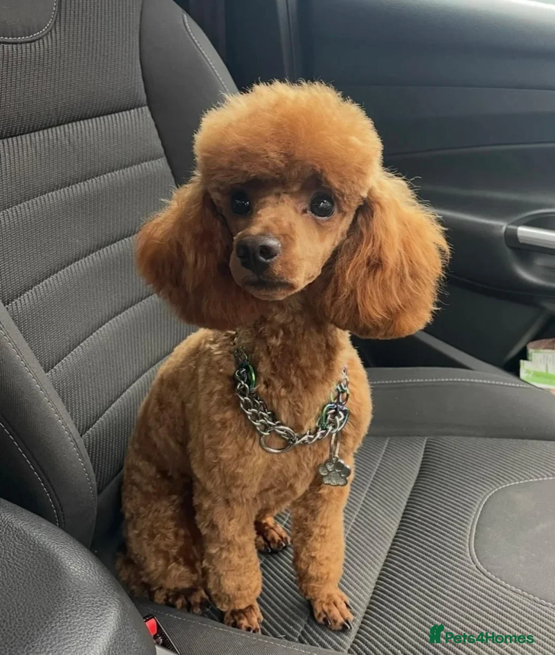 Toy Poodle dogs for sale: Apricot  Toy Poodle Girls in Hemel Hempstead - Advert 13