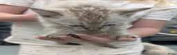 Bengal cats for sale: TICA registered pure bred Bengal kittens  - Advert 11