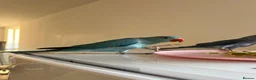 Ringnecks birds for sale: Hand reared indian ringneck babies - Advert 11