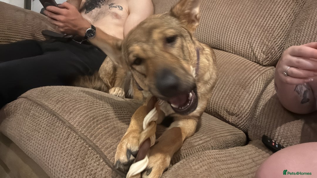 German Shepherd dogs for sale: Female German Shepherd  - Advert 2