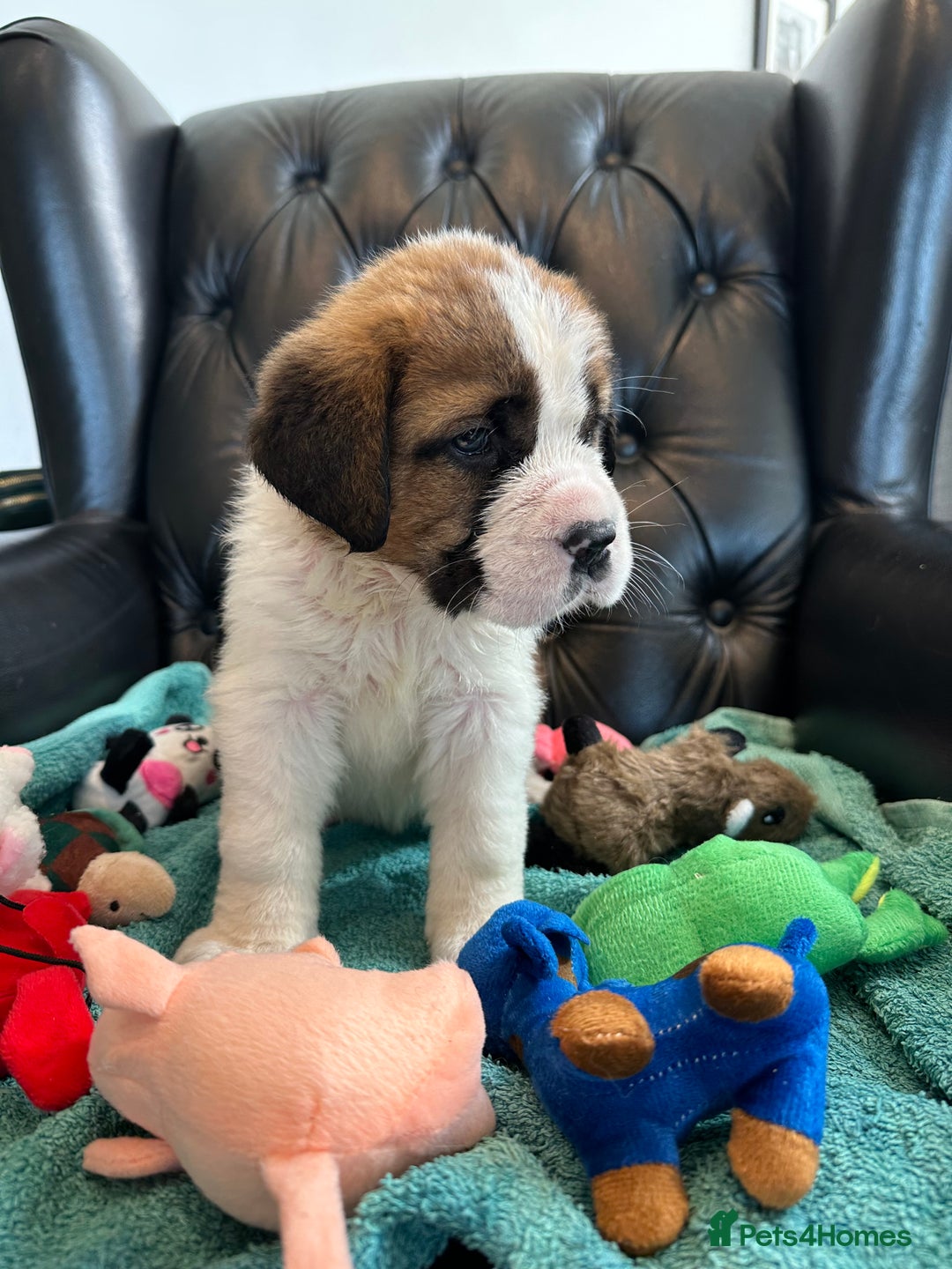 Saint Bernard dogs for sale: KC Registered St. Bernards For Sale! - Image 30