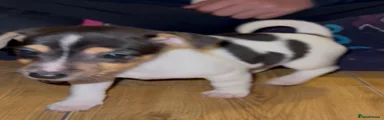 Jack Russell Puppy 3