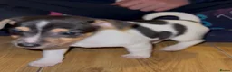 Jack Russell dogs for sale: Gorgeous jack Russell puppies - Advert 6