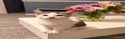 Mixed Breed cats for sale: Female Kitten  - Advert 4