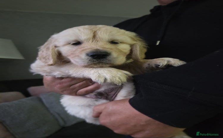 Golden Retriever dogs - Advert 1