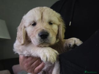 Golden Retriever dogs - Advert 1
