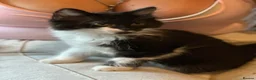 Mixed Breed cats for sale: Mixed breed Tuxedo male kitten  - Advert 4