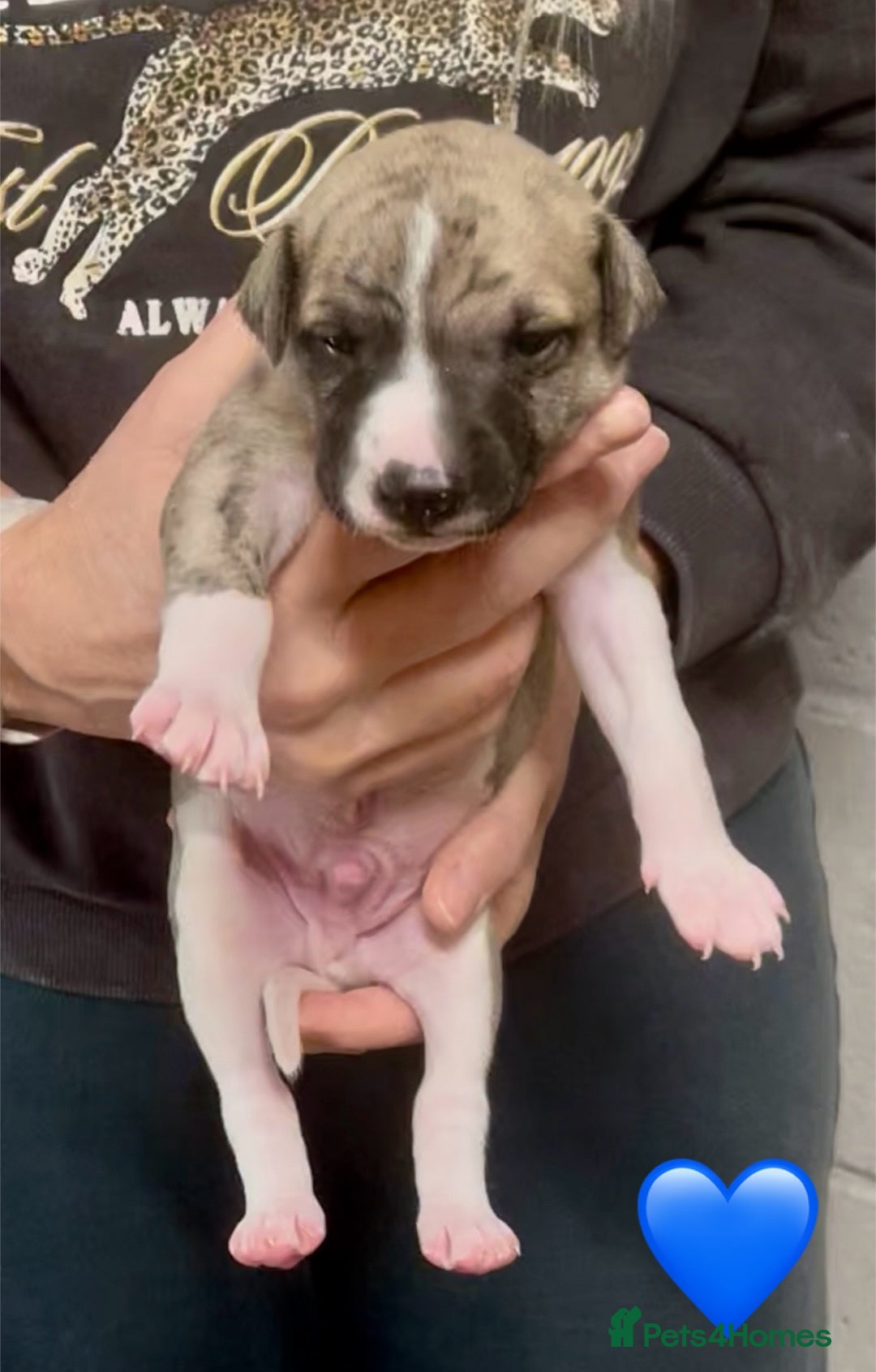 Whippet dogs for sale: AVAILABLE Kc reg healthy, sweet, gentle whippets - Advert 31