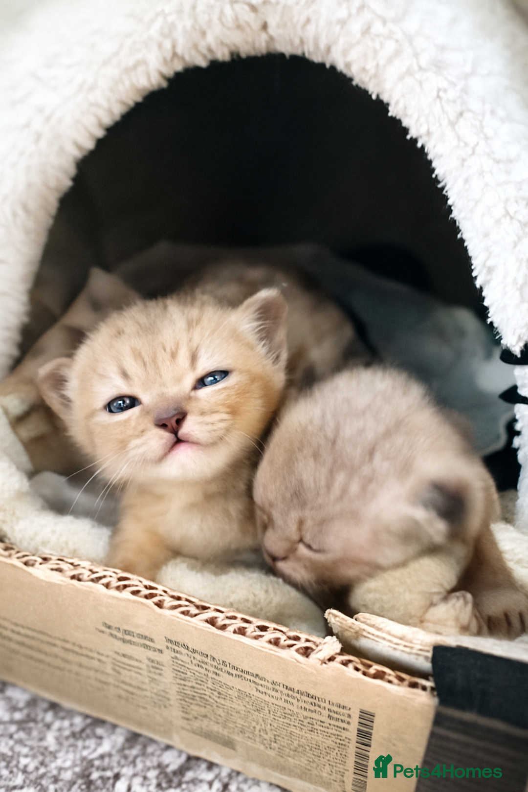 Burmese cats for sale: Burmese Kittens - Advert 8