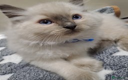 Ragdoll cats for sale: Beautiful blue point Ragdoll  - Image 3