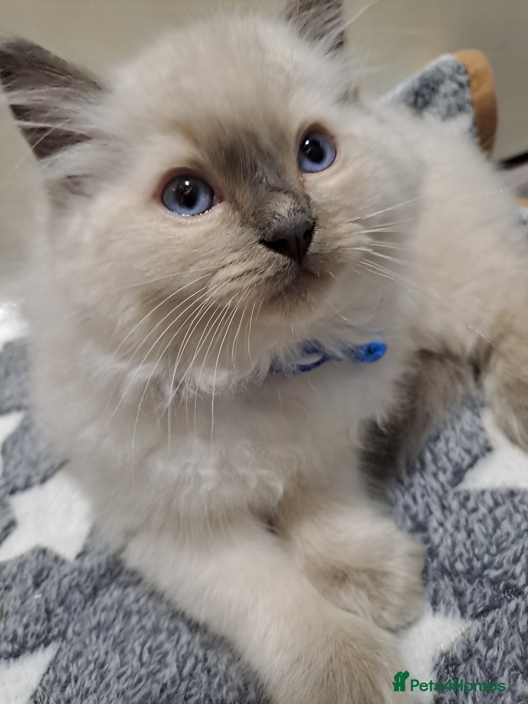 Ragdoll cats for sale: Beautiful blue point Ragdoll  - Image 3