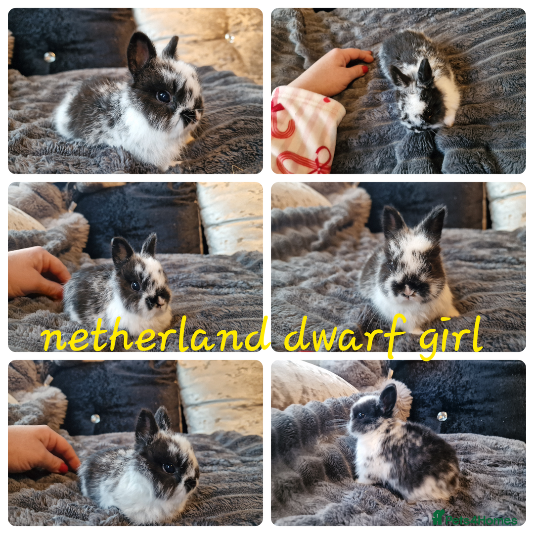 Mini Lop rabbits for sale: Mini lop babies & netherland dwarf babies  - Image 2