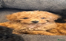 Toy Poodle dogs for sale: Rare parti/phantom Kc Reg Toy Poodle Puppies - Image 14