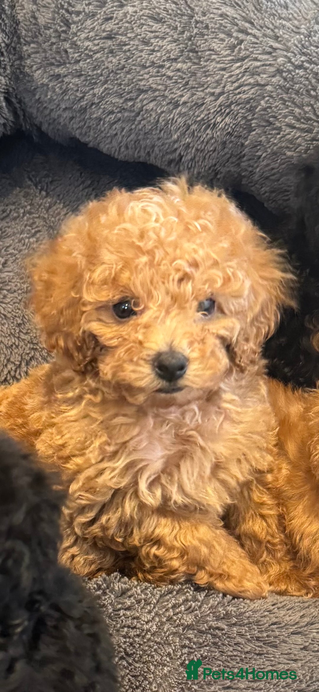 Toy Poodle dogs for sale: Rare parti/phantom Kc Reg Toy Poodle Puppies - Image 14