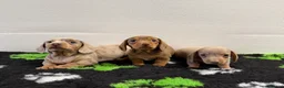 Miniature Dachshund dogs for sale: Dachshund pups for sale  in Omagh - Advert 2