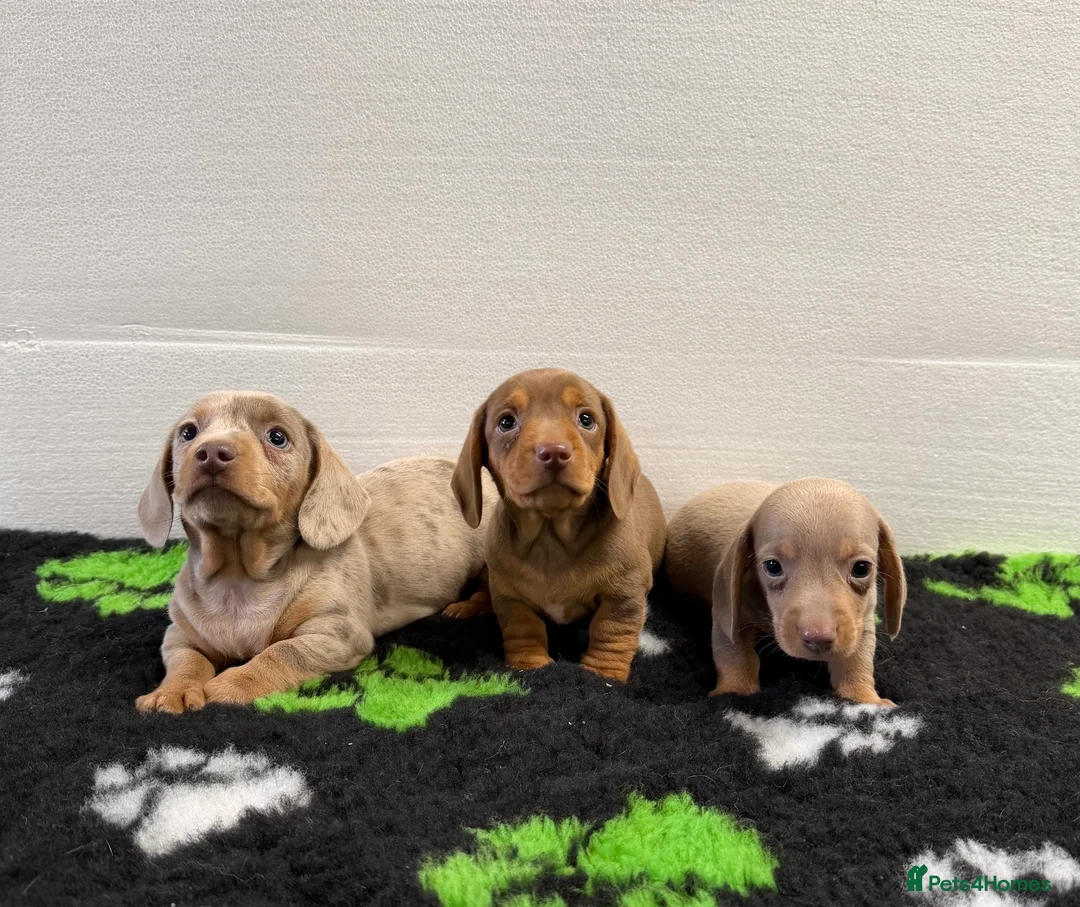 Miniature Dachshund dogs for sale: Dachshund pups for sale  in Omagh - Advert 2