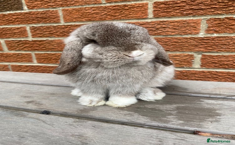 Mini Lop rabbits - Advert 14