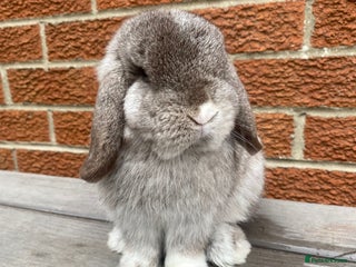 Mini Lop rabbits - Advert 21