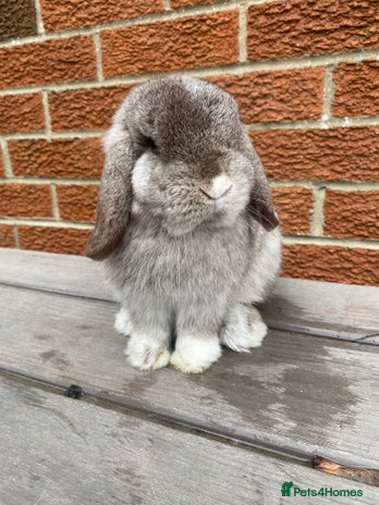 Mini Lop rabbits - Advert 14
