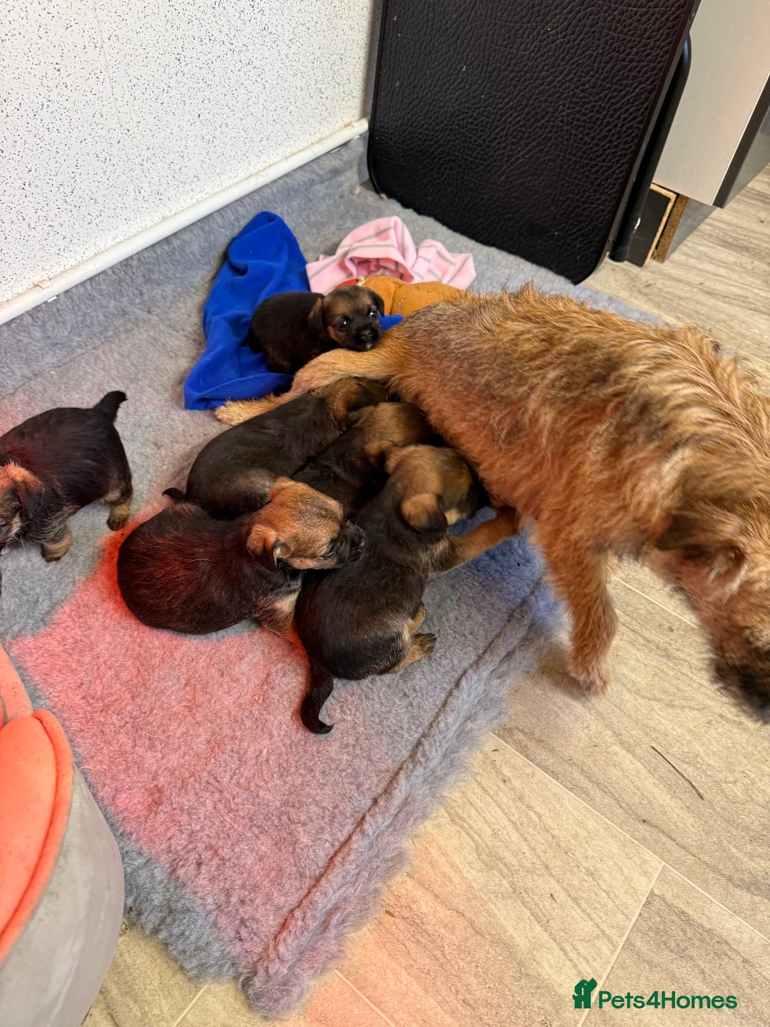 Border Terrier dogs for sale: Kc reg Border Terrier puppies  - Advert 8