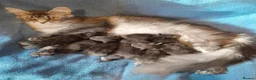 Maine Coon cats for sale: solid blue maine coon girl TICA 3 pedigree - Advert 2