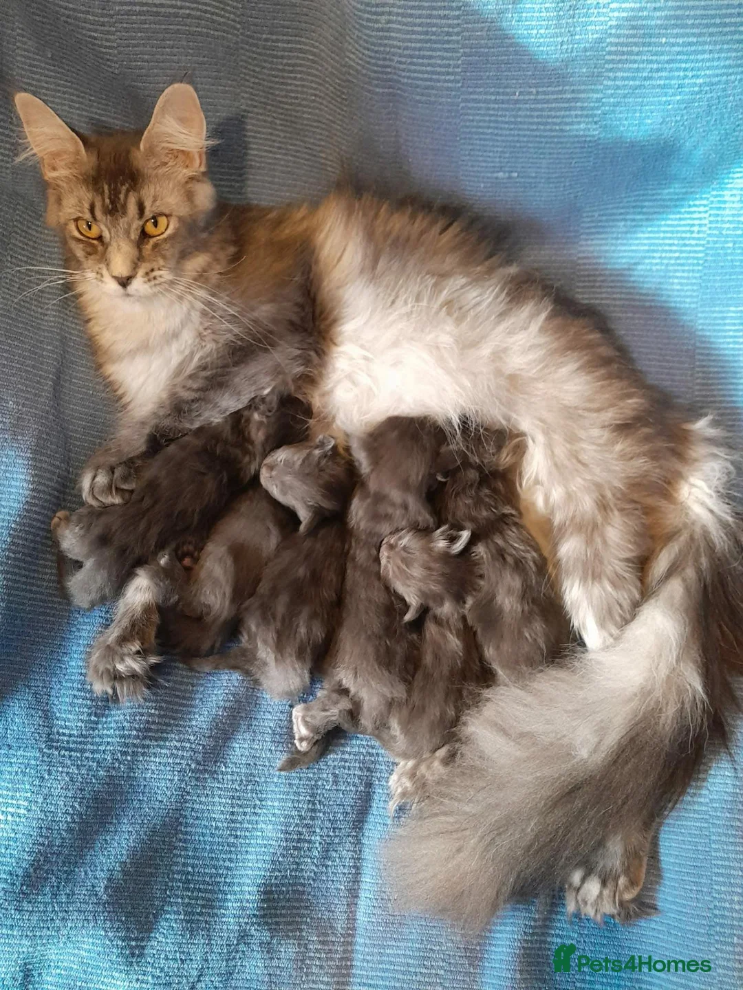Maine Coon cats for sale: solid blue maine coon girl TICA 3 pedigree - Advert 2